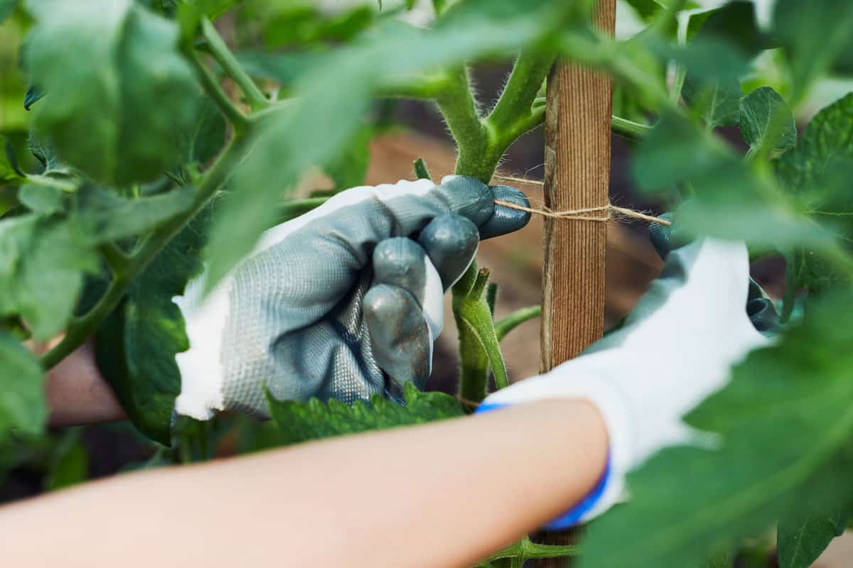 photo of a hands-gardener-tied-tomato-garden-girl