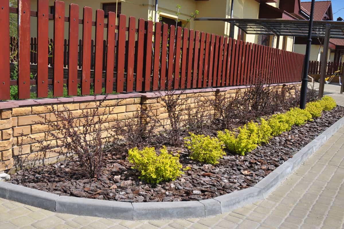 photo of a narrow foundation planting red fence beautiful evergreen shrubs landscape