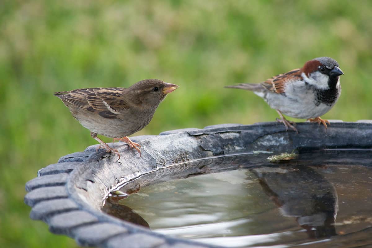 two-small-birds-sitting-birdbath-on the park