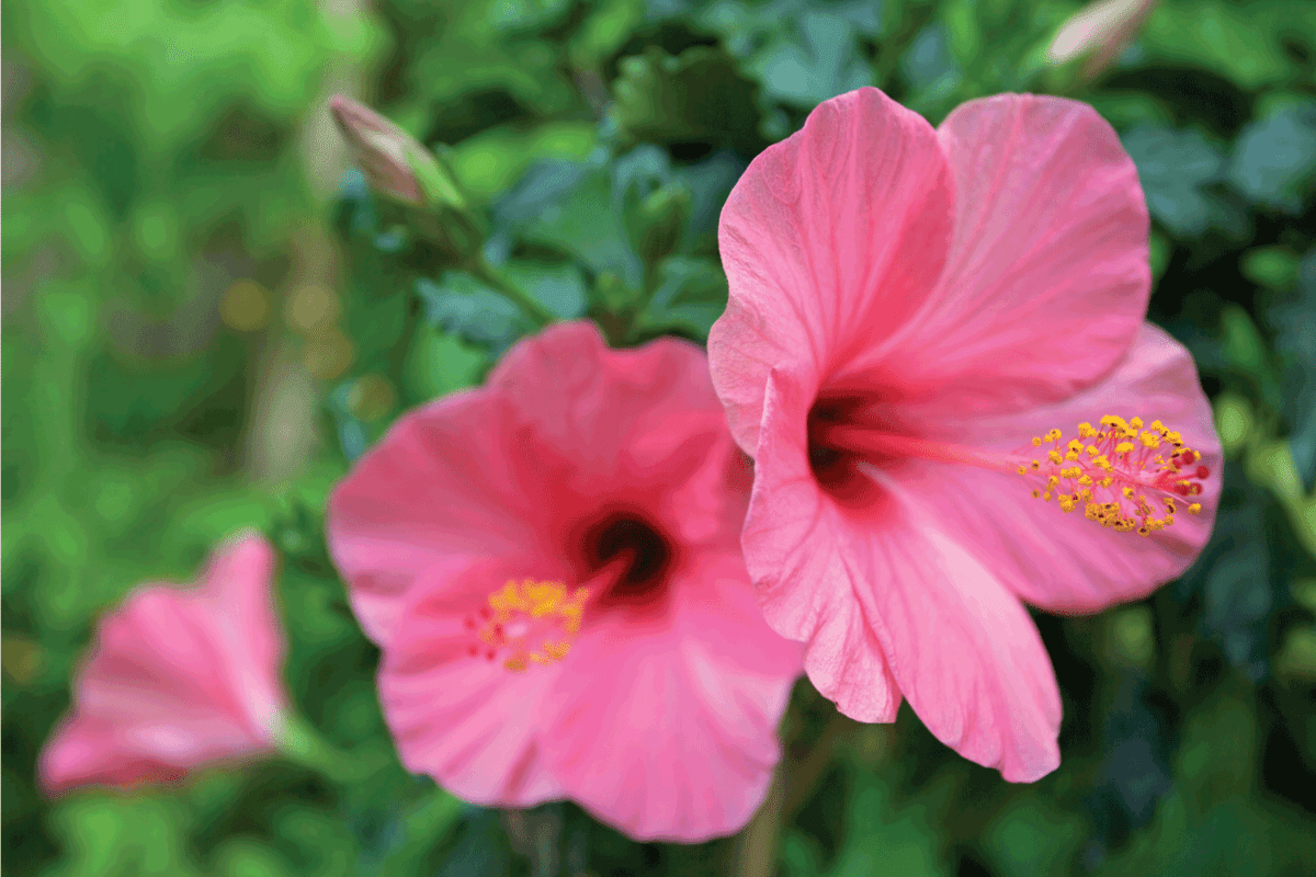 pink hibiscus flowers taken under natural light with sunlight warming the green foliage 