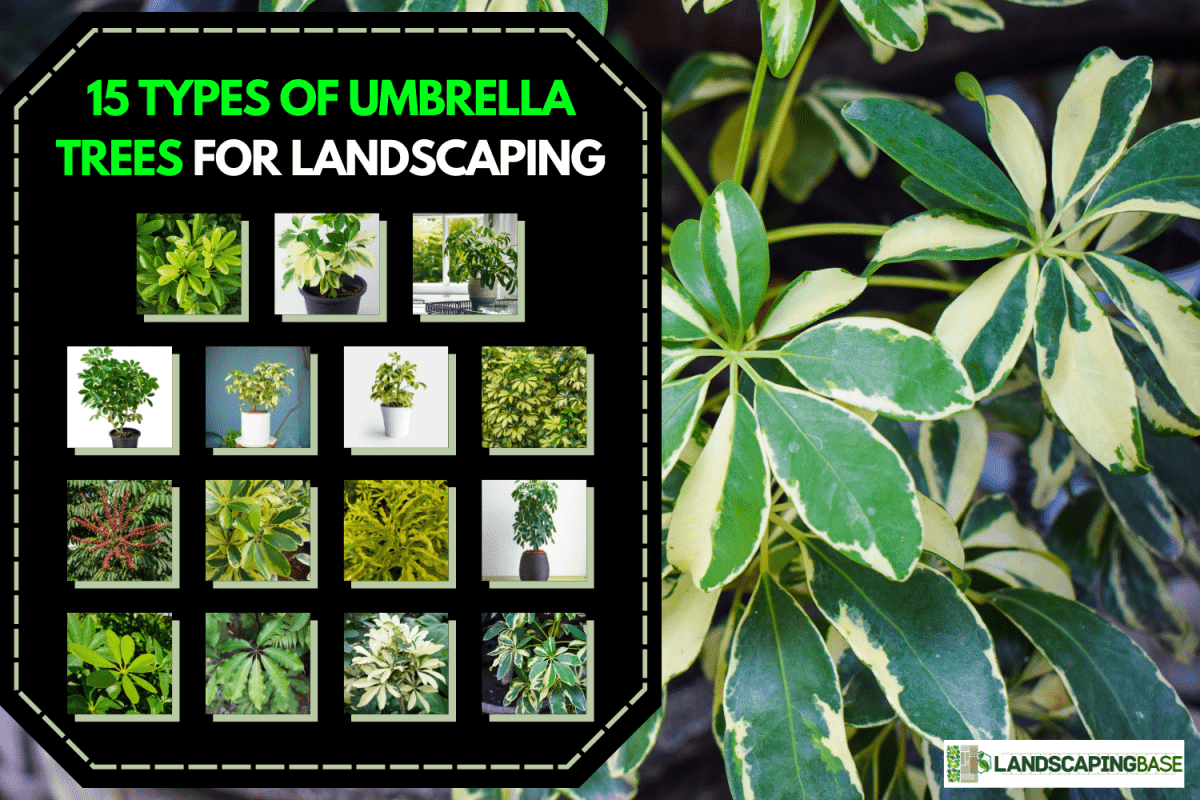 schefflera arboricolaor dwarf umbrella shrubs or walisongo in bahasa - 15 Types of Umbrella Trees For Landscaping