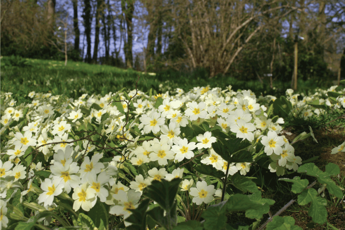 small bank of primroses (Primula vulgaris) in full flower in spring on a woodland edge.