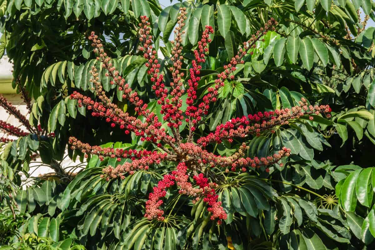 umbrella tree also called schefflera actinophylla, blooming in red with poison fruits.
