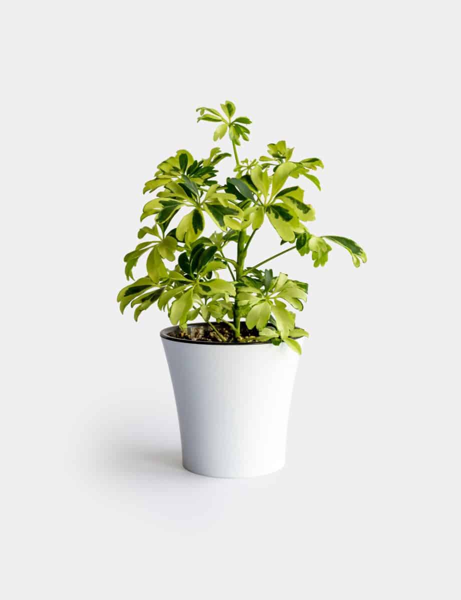 young Schefflera variegated a potted plant isolated over white. Schefflera Arboricola Janine

